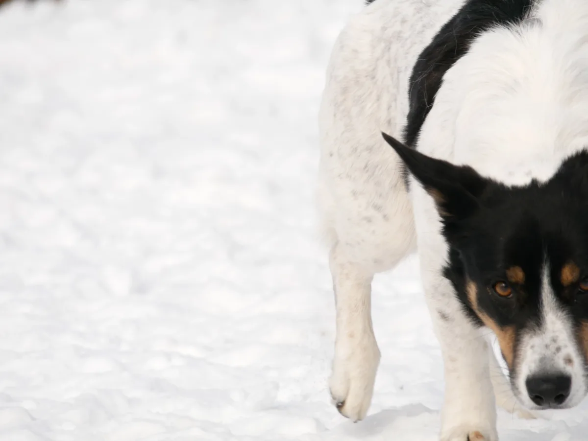 A black and white dog with tan markings is walking through deep snow, captured from a low angle looking up at its face. The…