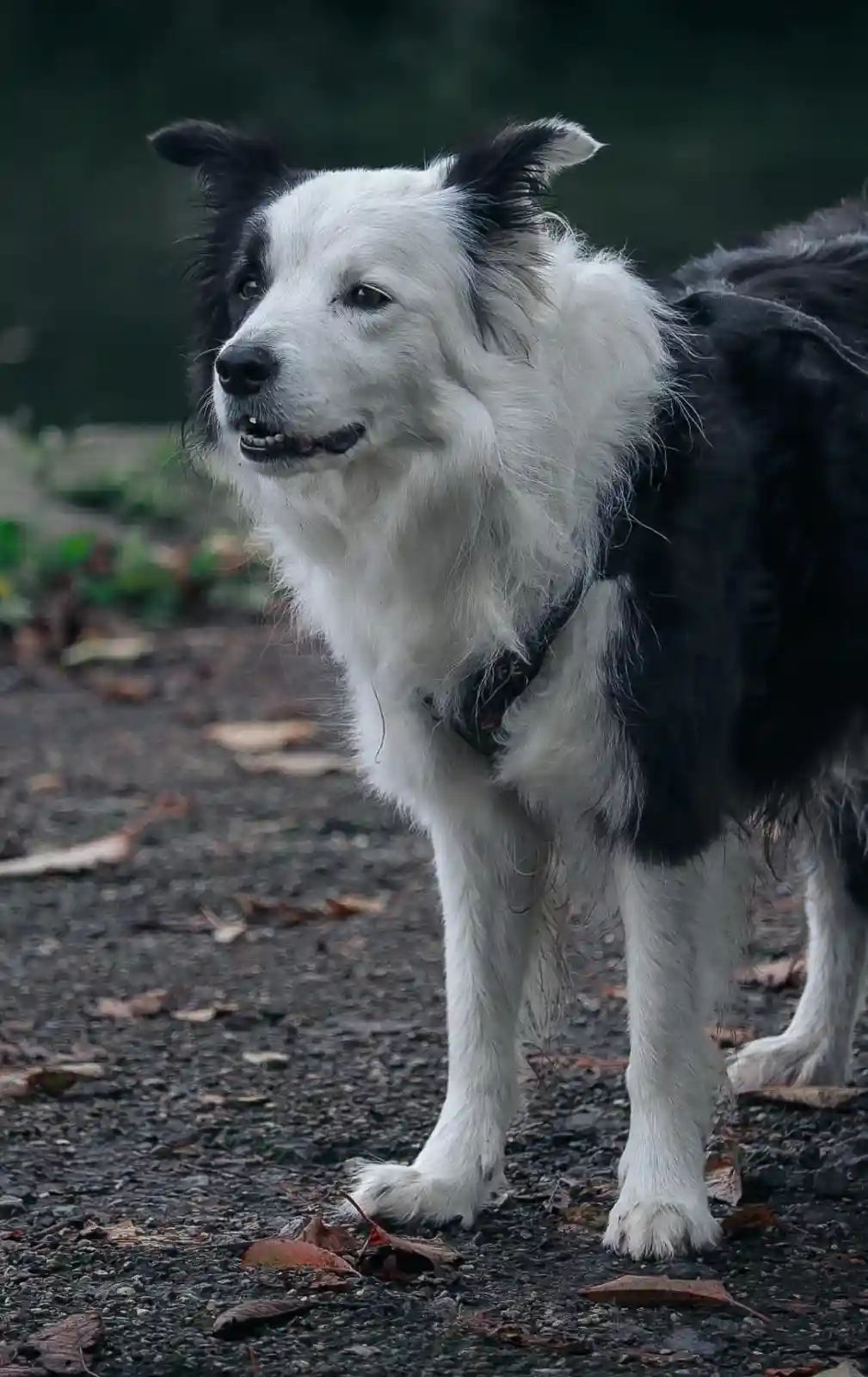 A black and white border collie stands on a gravel path with fallen leaves, looking off to the side with a slightly smug or…