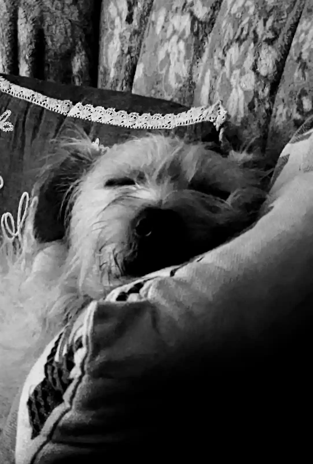 A black-and-white photo shows a small, fluffy dog with its eyes half-closed, appearing very sleepy or relaxed, resting its…