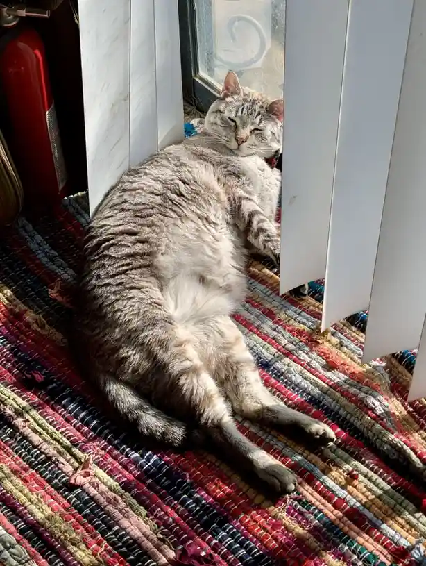 A gray tabby cat is sleeping soundly on a colorful woven rug next to a white window shutter, with a red fire extinguisher…