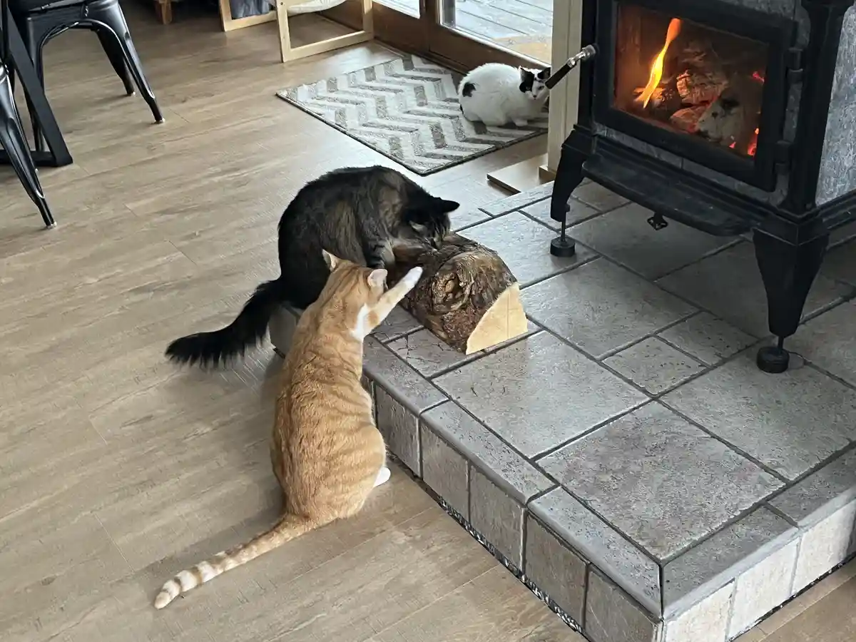 Three cats are in a cozy room with a lit fireplace; two cats are actively playing with a large log on a tiled hearth, while…
