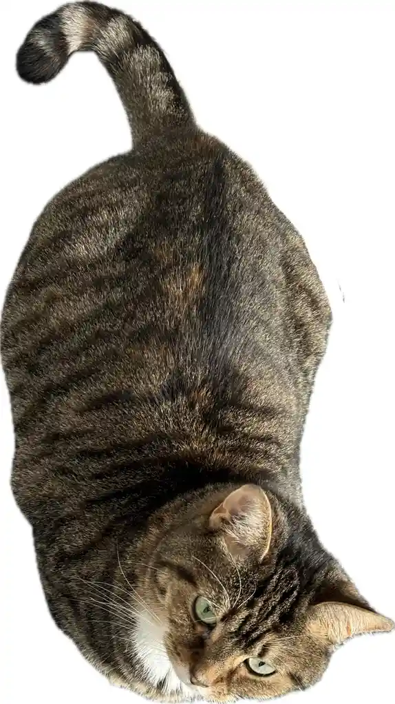 Two Cats, One Epic Moment