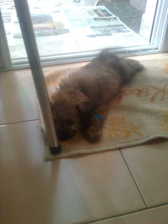 A small, fluffy brown puppy lies curled up on a beige towel on tiled flooring, partially under a metal leg of a piece of…