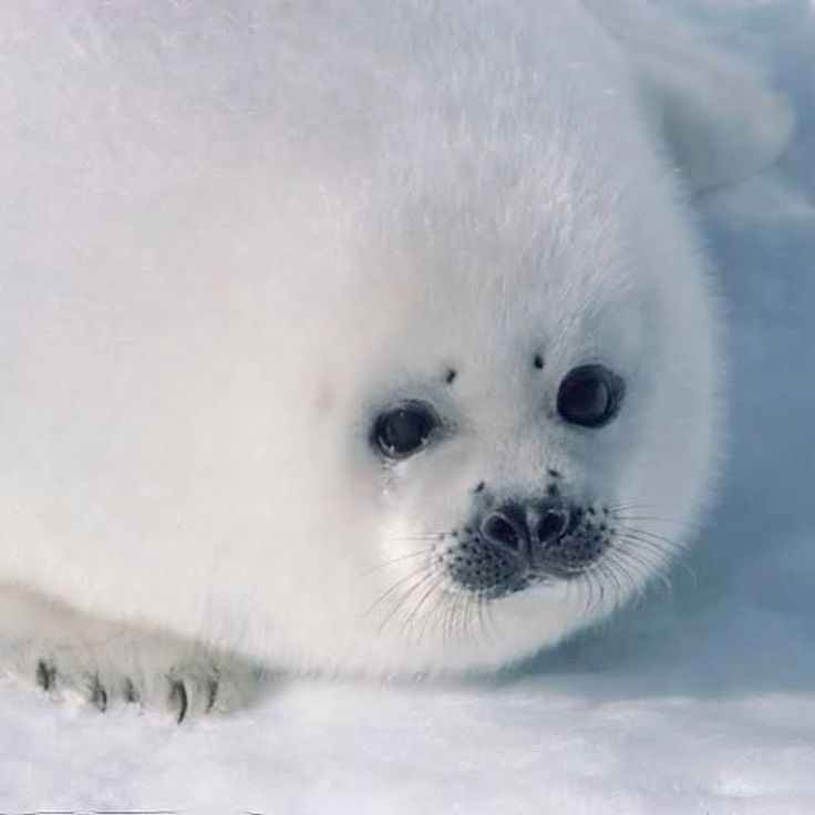 A close-up of a fluffy white baby seal pup lying in snow, looking directly at the camera with large dark eyes and a slightly…