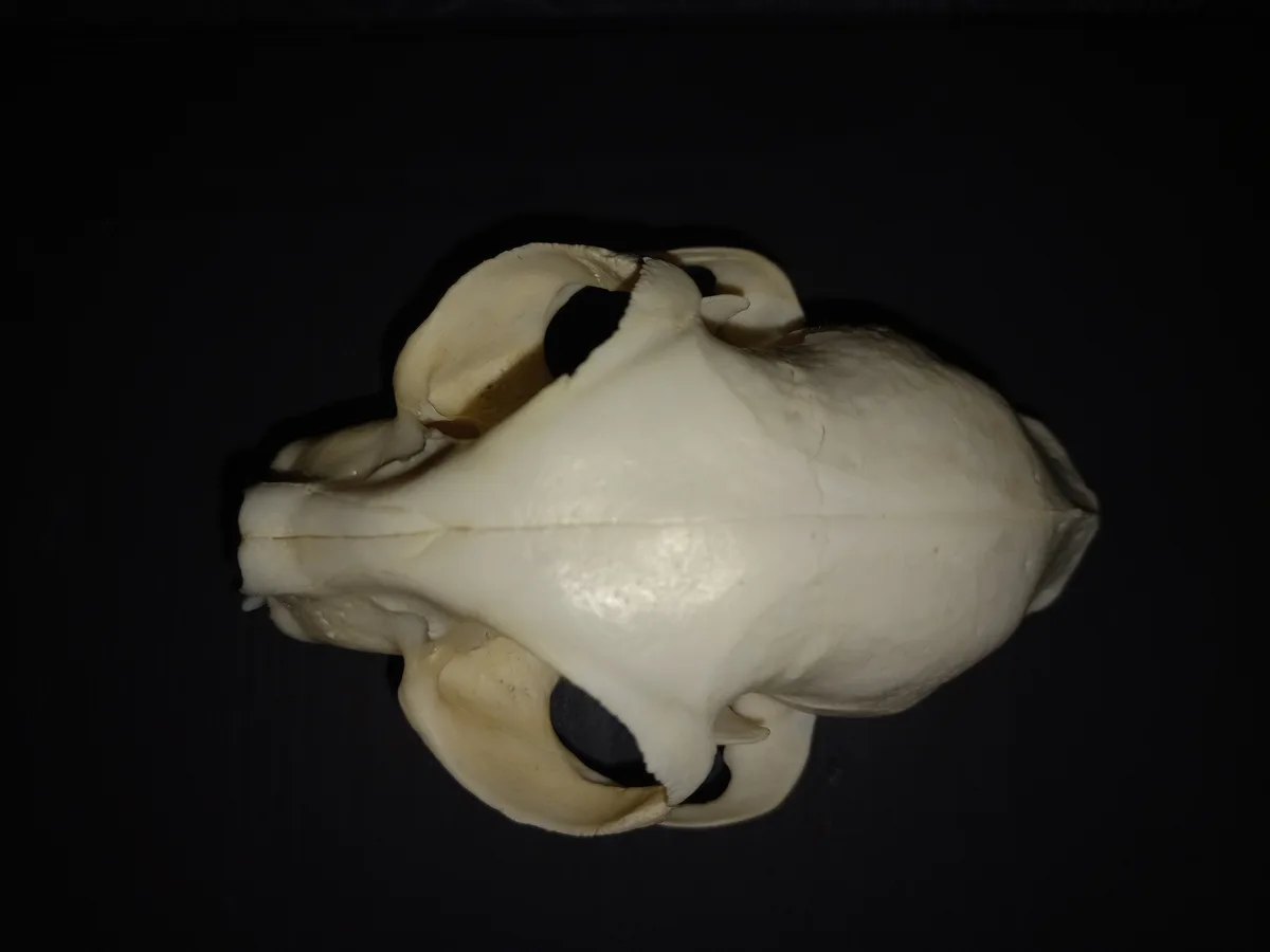 The Intriguing Domestic Cat Skull