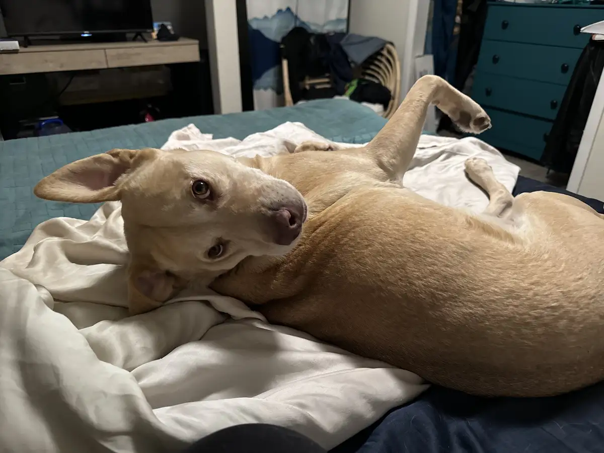 Hey! Why did you stop giving me all the love?