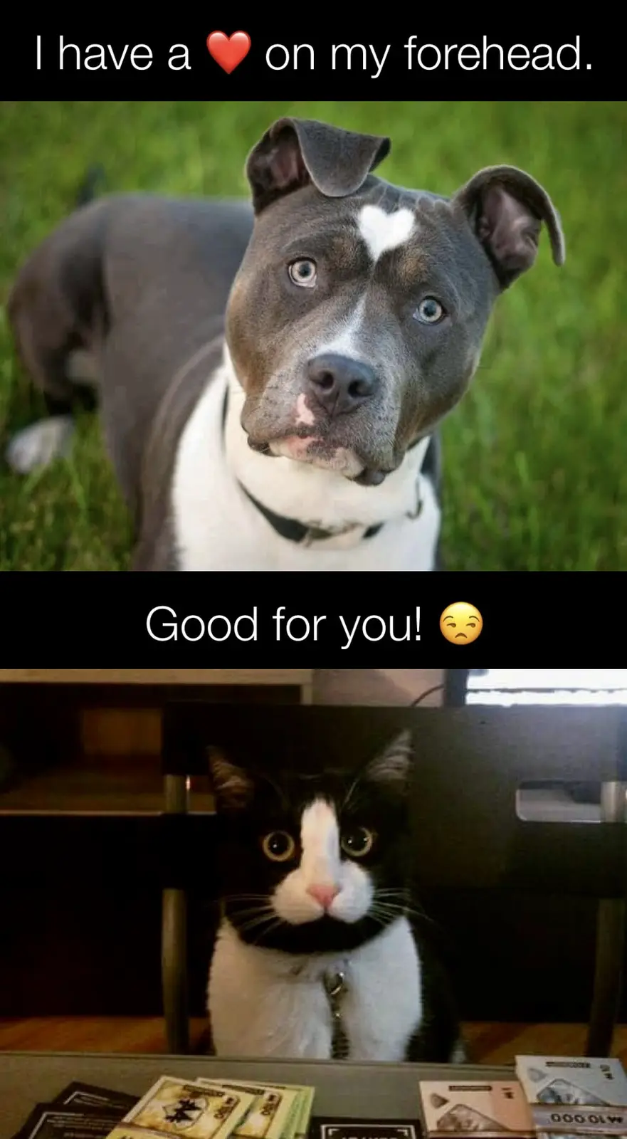The top panel shows a grey and white pit bull with a white heart-shaped marking on its forehead, looking at the camera. The…
