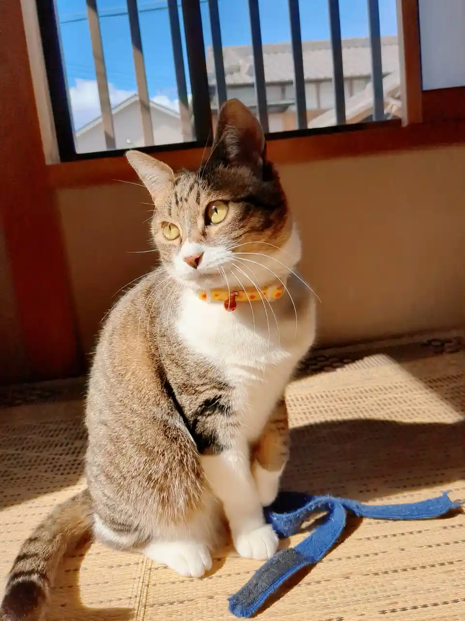 A tabby and white cat with yellow eyes sits in a sunbeam on a woven mat, wearing a yellow collar with a red bell, looking…
