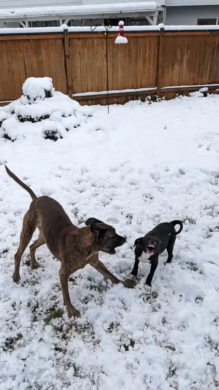 Adorable Puppy Teeth Playing in the Snow!