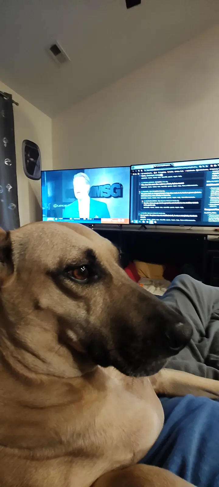 A tan dog with a black muzzle sits in the foreground, looking intently at two large screens in the background. One screen…
