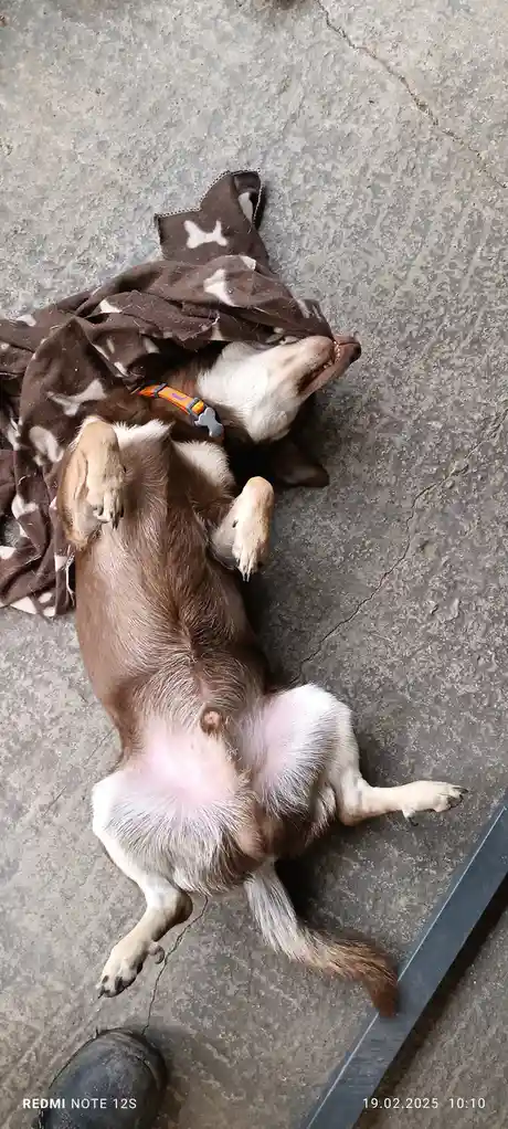 A brown and white dog lies on its back on a concrete floor, belly exposed, with a brown blanket pulled over its head. The…