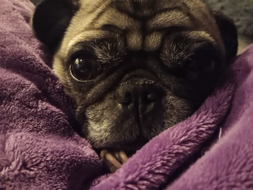 A close-up photo of a pug dog wrapped in a purple fluffy blanket, looking directly at the camera with large, expressive eyes…