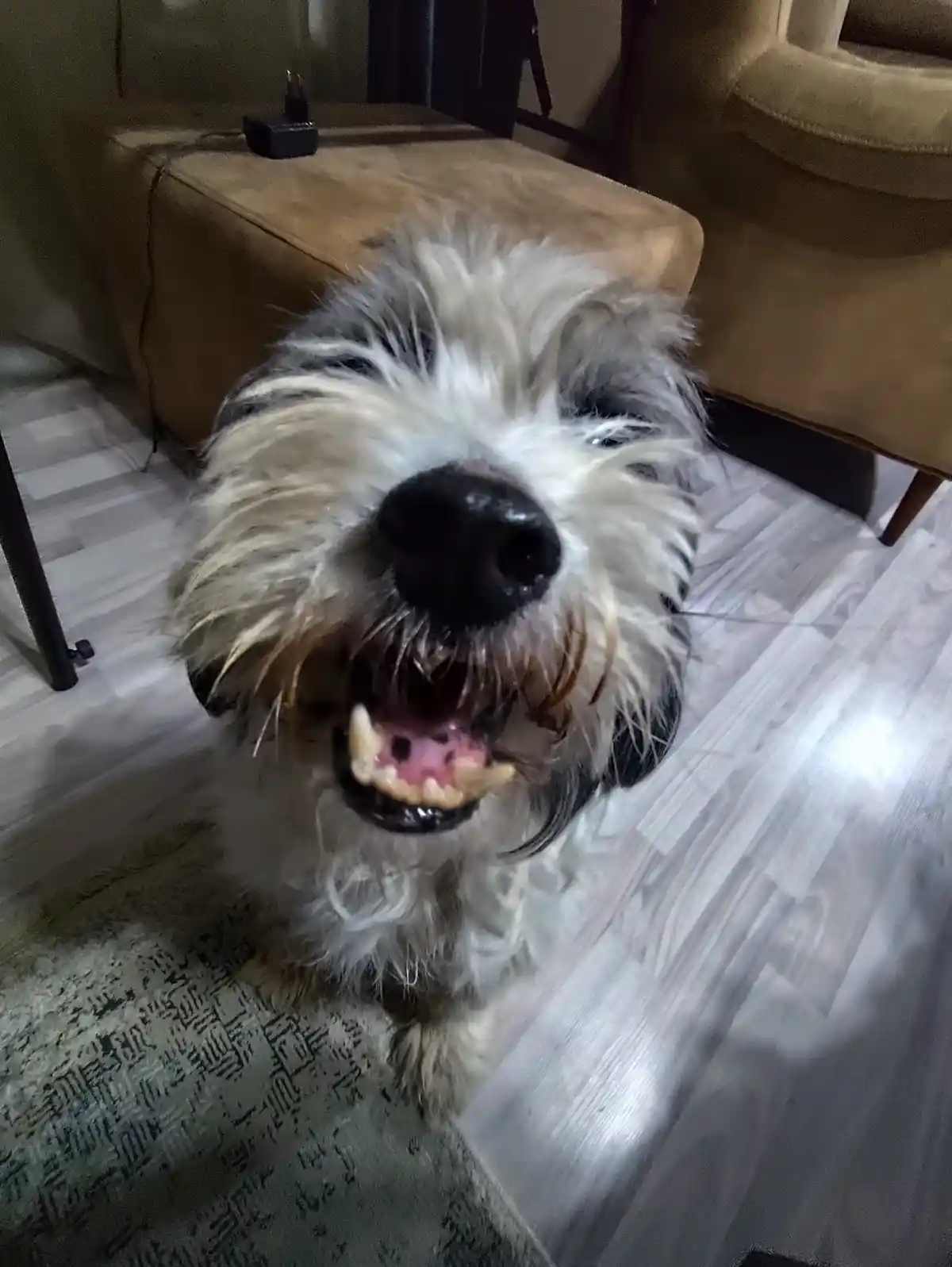A close-up photo of a scruffy, shaggy dog with a black nose and wide-open mouth showing its teeth, looking directly at the…