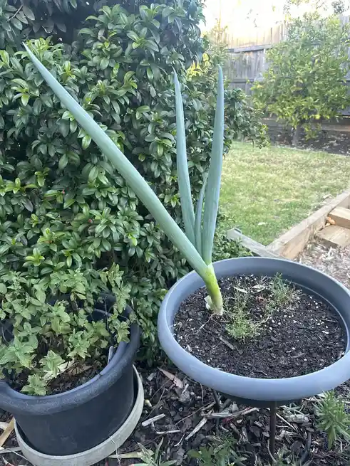 A close-up photo shows a large, unusually tall onion plant with long green stalks growing in a grey pot, next to another…