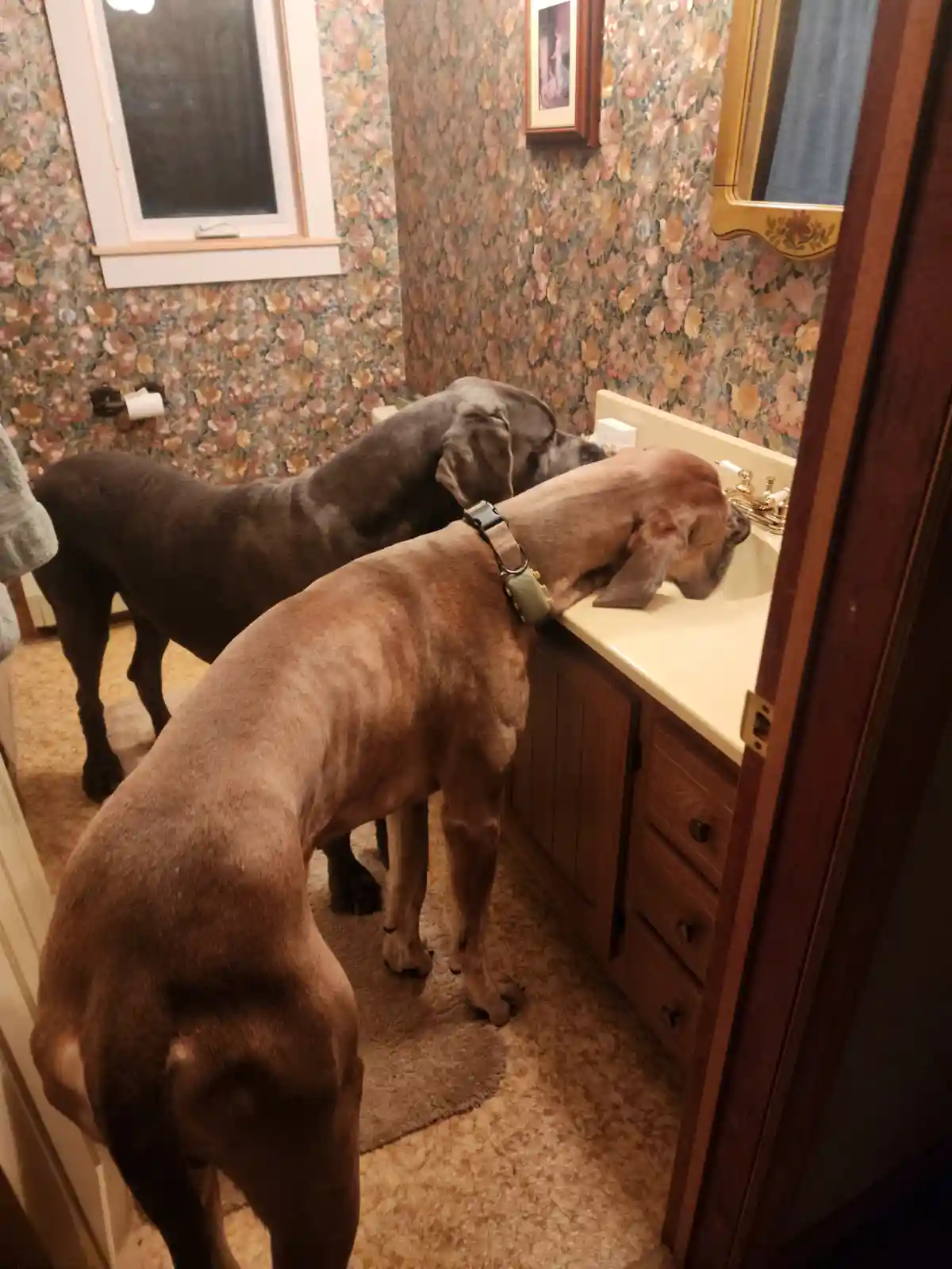Two large dogs, one dark and one reddish-brown, are both leaning over a bathroom sink with their heads down, appearing to…