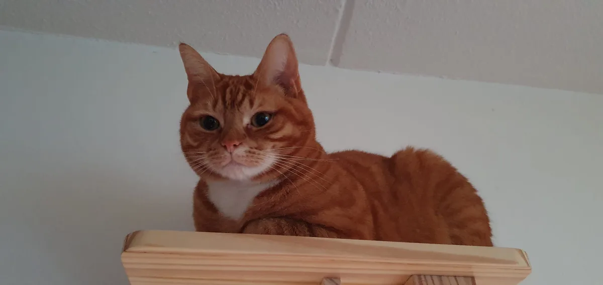 An orange tabby cat with a white chest is lying on a light wooden surface, looking directly at the camera with a slightly…