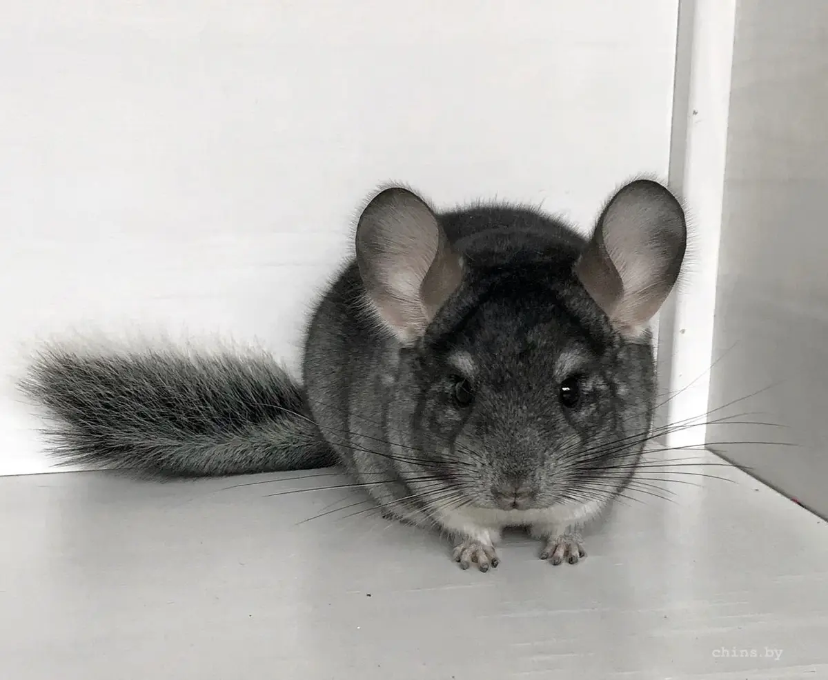 A close-up photo of a grey chinchilla sitting in a white corner, looking directly at the camera with large ears and long…