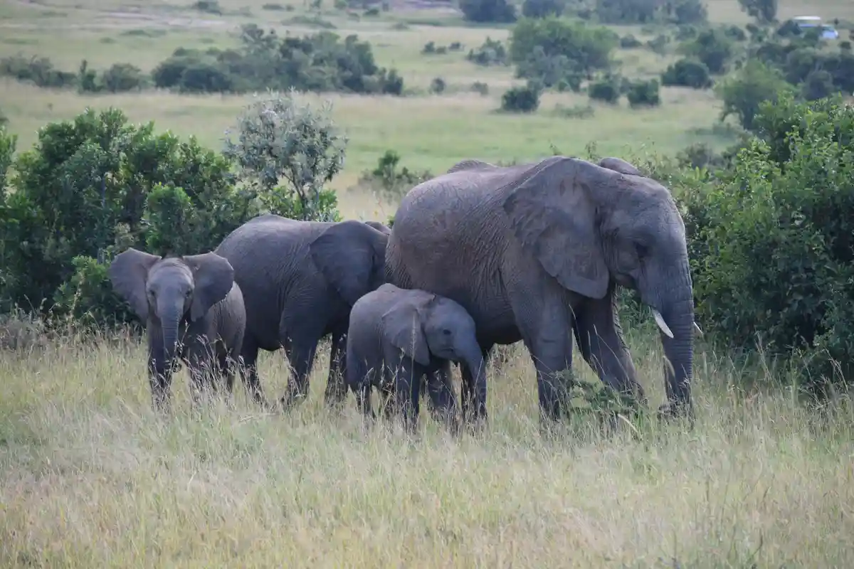 The Gentle Giants: Elephants in Focus