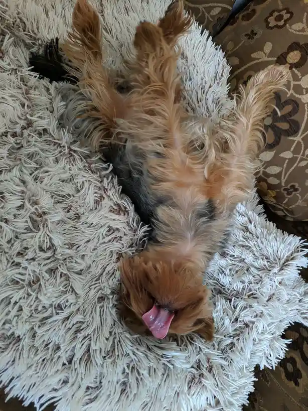 The Joyful Sound of Beeeee!