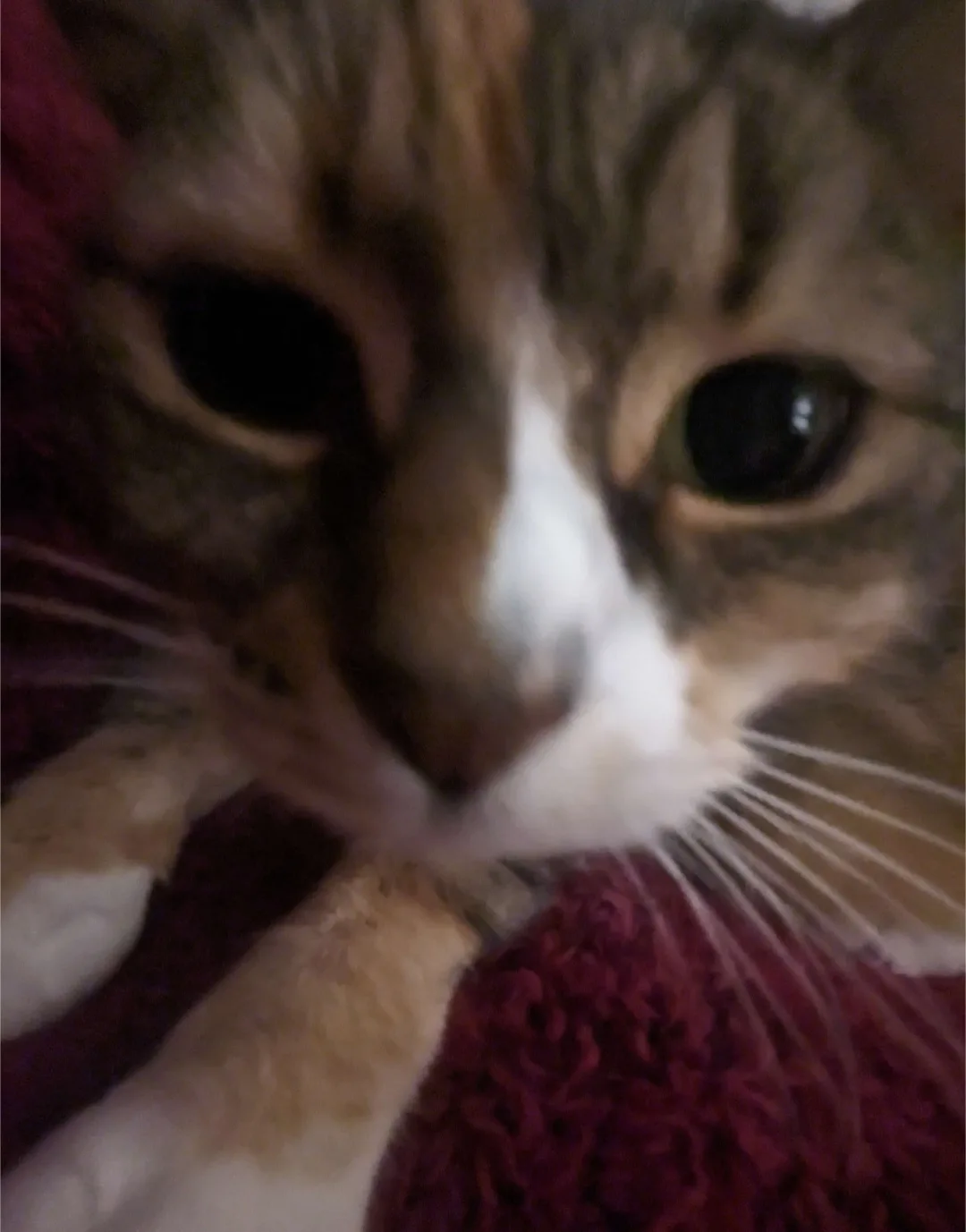 A blurry, close-up photo of a calico cat with wide, expressive eyes staring directly at the camera, resting on a textured…
