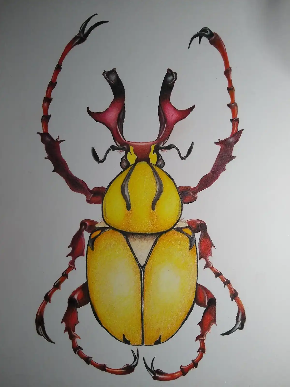 A detailed colored pencil drawing of a yellow and red beetle with large, elaborate, curved horns and spiky legs, overlaid…