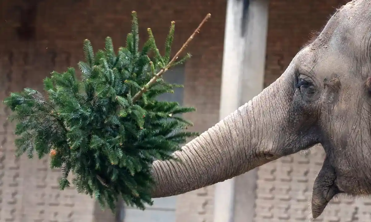An elephant holds a small evergreen Christmas tree in its trunk against a brick wall background. The tree is green with…