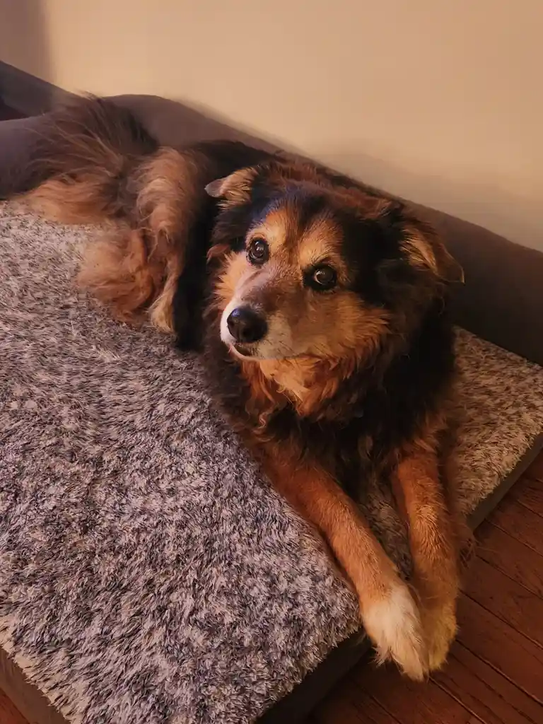 Peanut the Dog's Daily Adventures - Day 1569