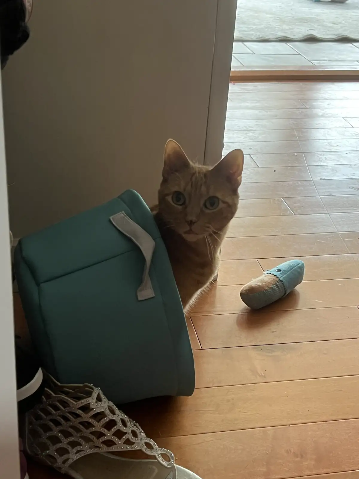 A ginger cat with wide, startled eyes peeks out from behind a teal-colored bag on a wooden floor, next to a cat toy and a…