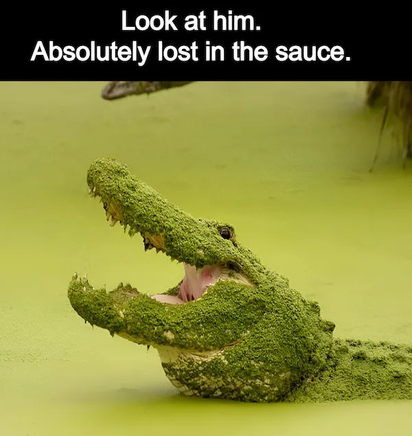 A crocodile's head is partially submerged in murky, green, algae-covered water, with its mouth wide open. The overlaid text…