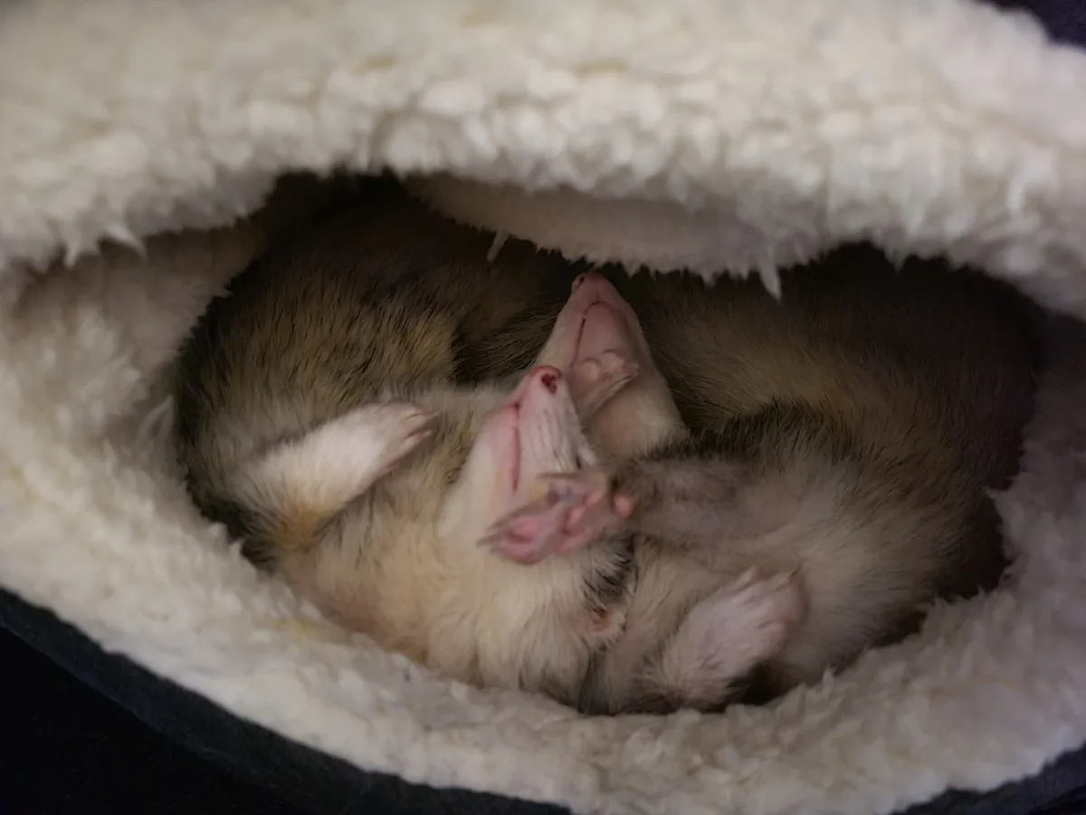 A ferret is curled up sleeping on its back inside a fluffy white pet bed, with its paws up and mouth slightly open. The…