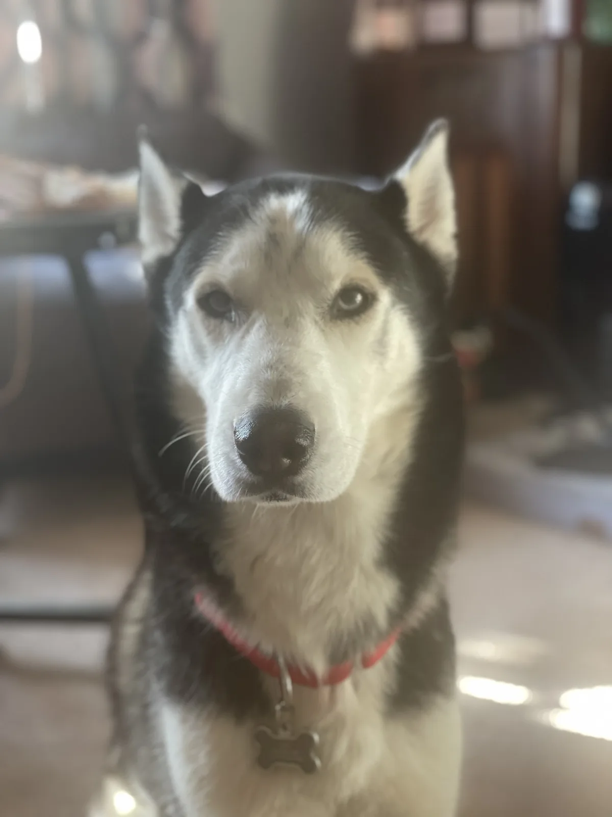 A close-up photo of a black and white husky staring intently at the camera, wearing a red collar with a bone-shaped tag, set…