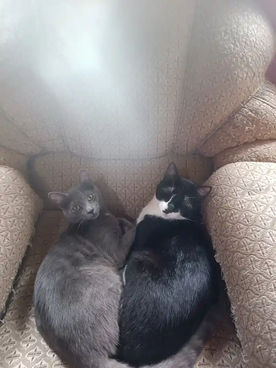 Two cats are curled up together on a patterned beige couch; one gray cat looks alert and awake while the other…