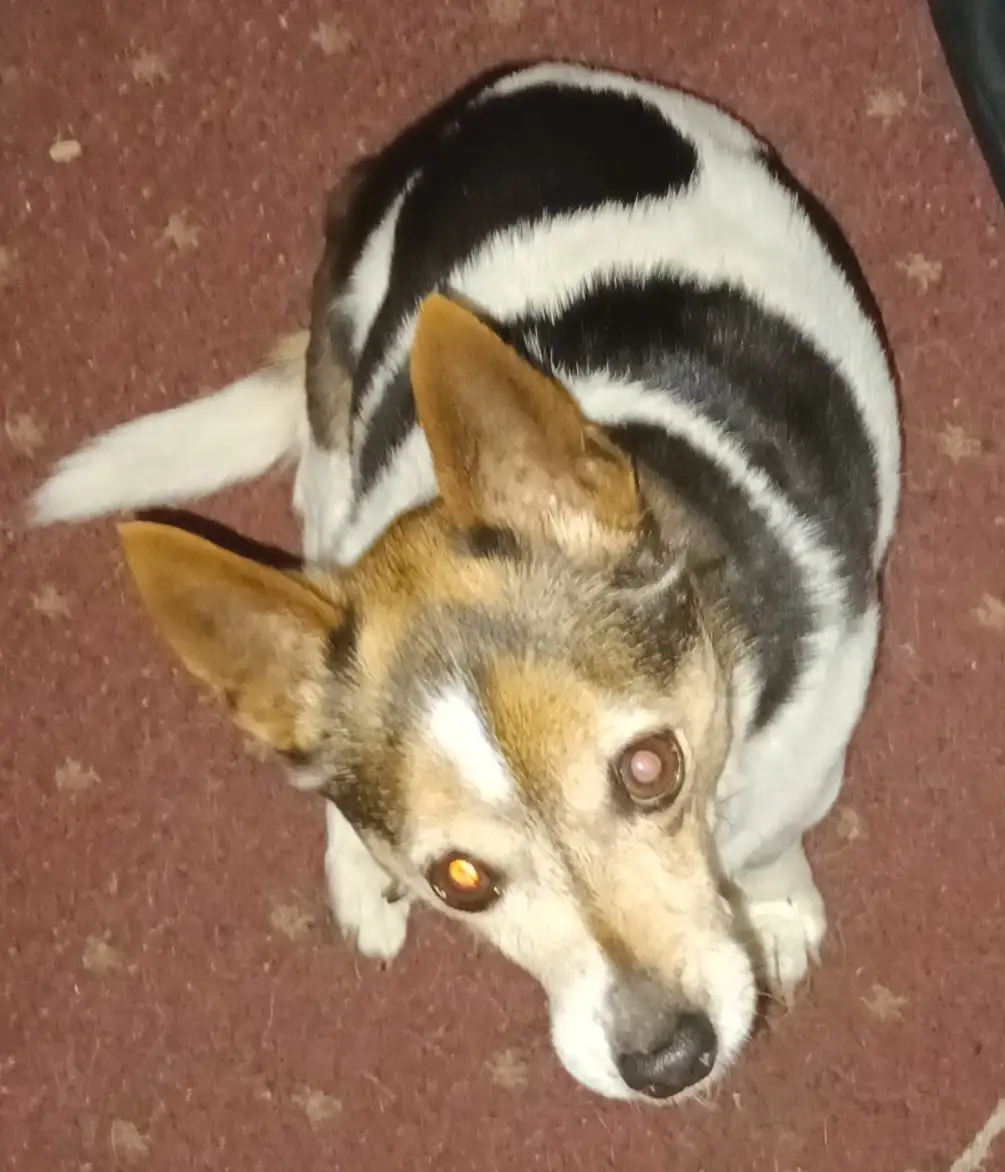 A close-up photo of a corgi-like dog with black, white, and tan fur, looking up at the camera with wide, glowing eyes on a…