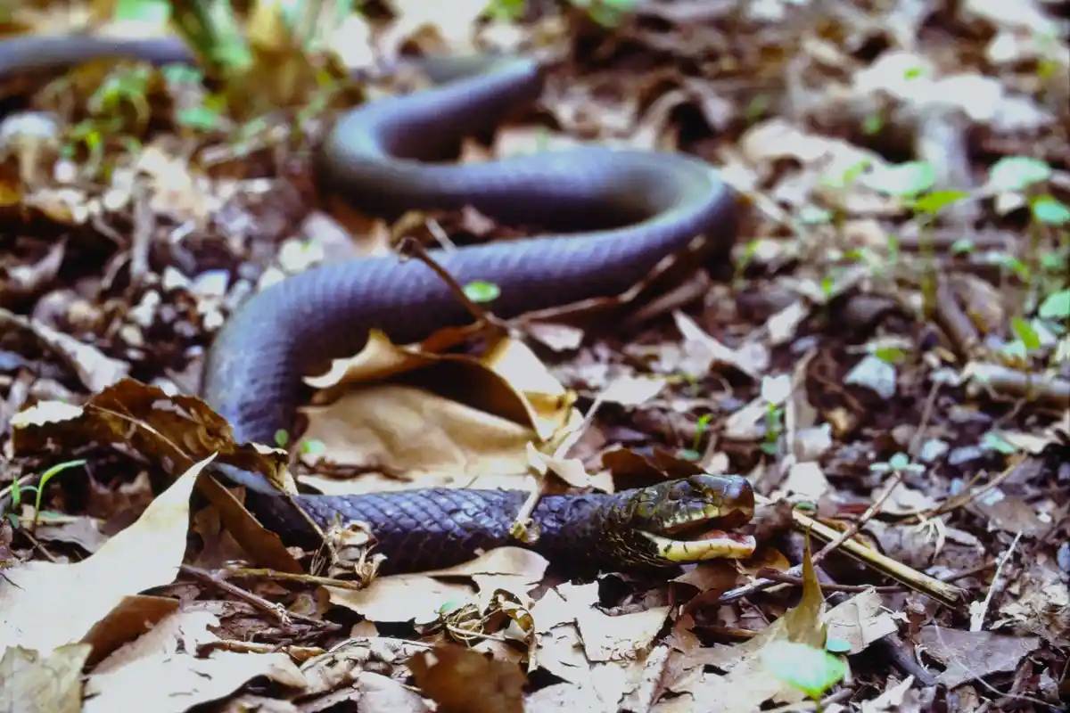 A dark-colored snake is coiled on a bed of dry, brown leaves and twigs in a forest floor setting, its head raised and mouth…