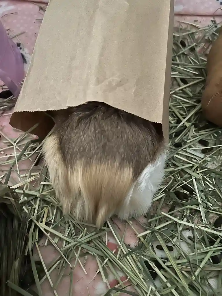 Benny's Struggle: The Hunger is Real