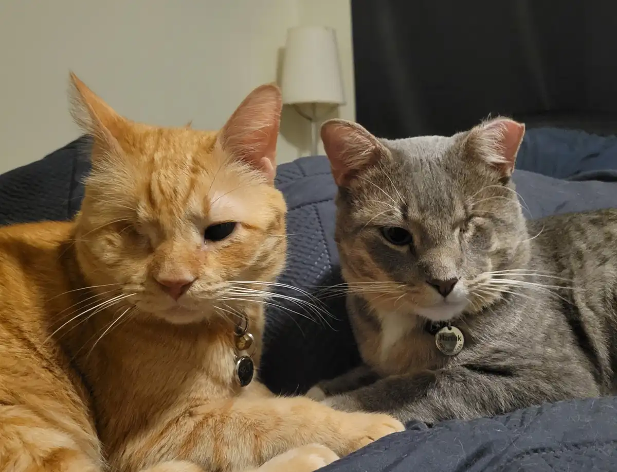 Two cats, one orange and one gray, lie side by side on a dark blue bedspread with a white lamp in the background. Both cats…