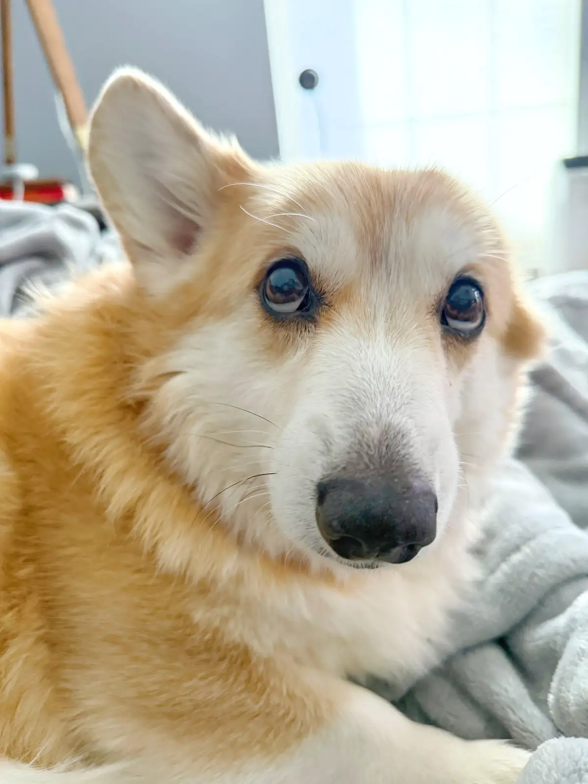 A close-up photo of a tan and white corgi with large, expressive eyes looking directly at the camera, resting on a grey…