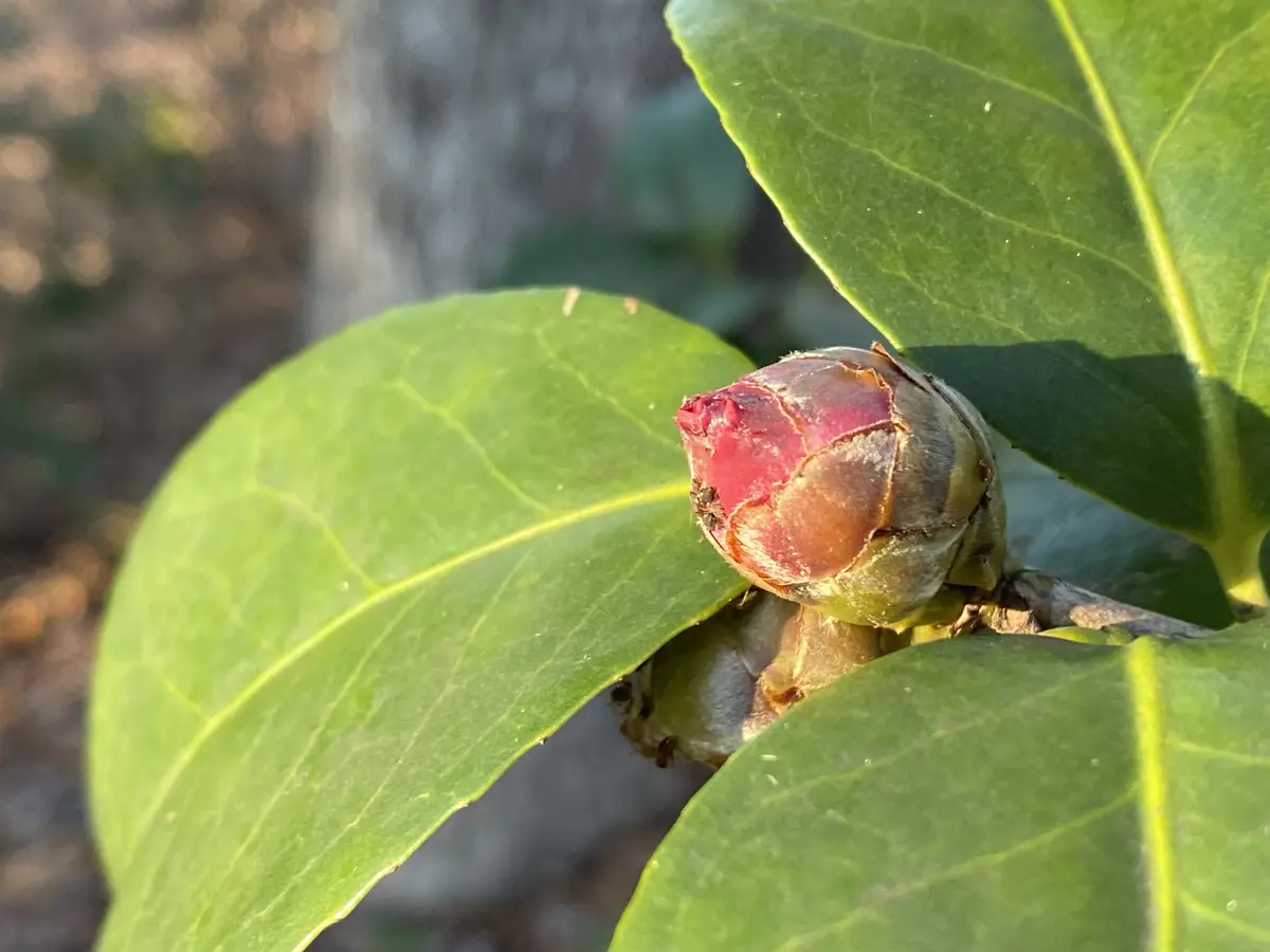 A close-up photo shows a reddish-pink flower bud nestled among large, glossy green leaves. The bud is tightly closed, with…