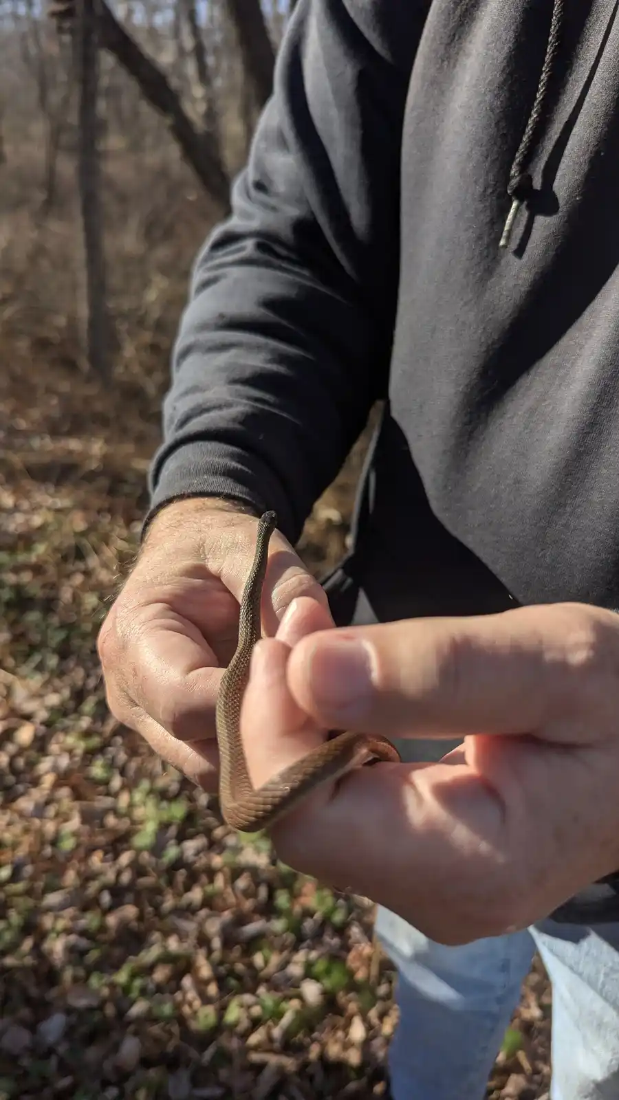 Calling All Herpetologists: Is Anyone Here?