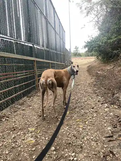The Adorable Intermission Dog Stealing Hearts