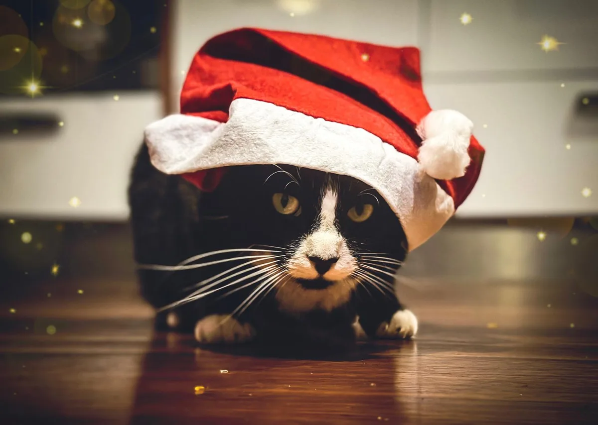 One last time, have you been NAUGHTY or Nice?