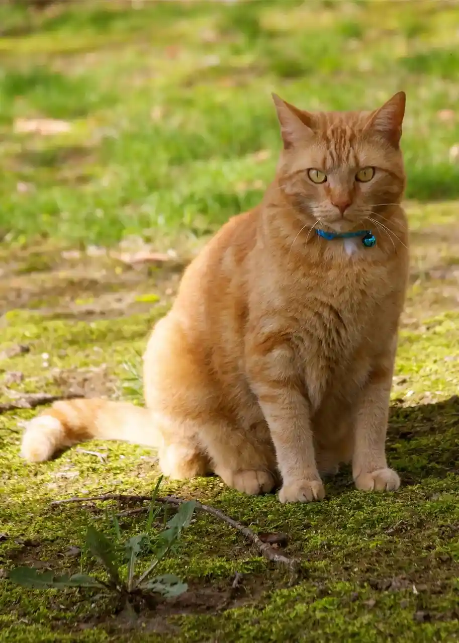 An orange tabby cat with a blue collar sits upright on mossy green ground, looking directly at the camera with a serious…