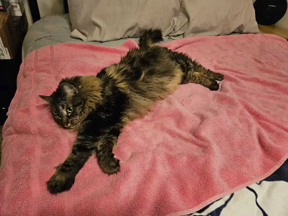 A fluffy tortoiseshell cat lies sprawled on its side on a pink blanket, looking directly at the camera with a relaxed but…