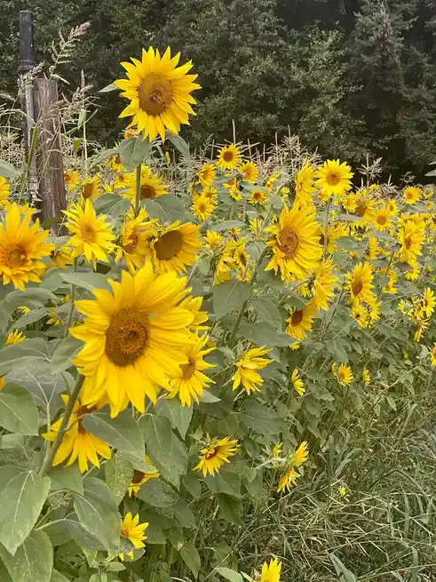 Bright and Cheerful Sunny Flowers