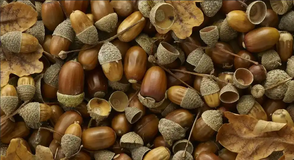 A close-up image shows a dense pile of acorns, many with their caps still attached, mixed with dried, brown oak leaves and a…