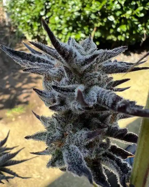 A close-up photo of a spiky, dark green succulent plant heavily coated in white frost, giving it a snowy, crystalline…