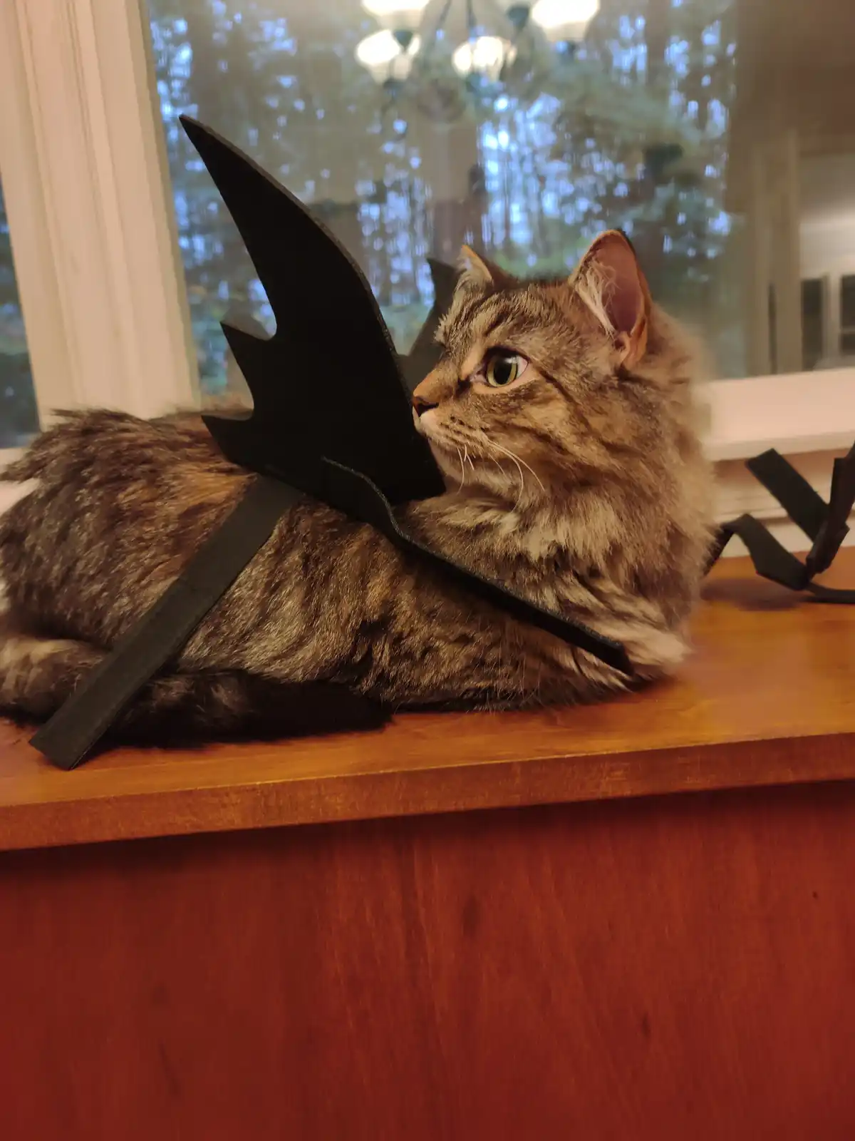 A fluffy brown tabby cat is lying on a wooden surface, wearing a black bat-wing costume attached with straps. The cat looks…