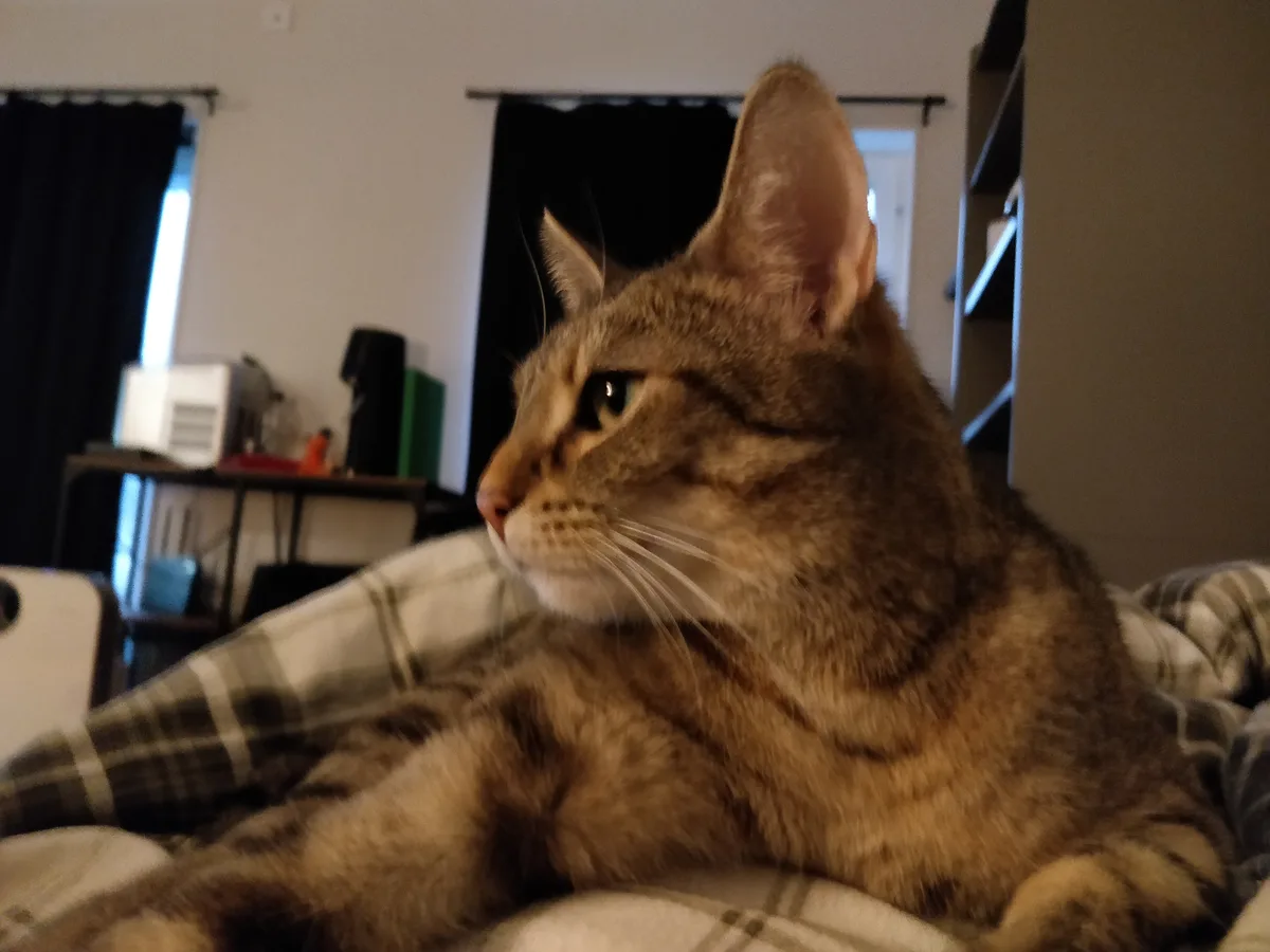 Perfect Morning for a Cozy Sleep-In
