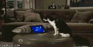 A black and white cat sits on a coffee table watching fish swim on a tablet screen, then paws at the screen causing a fish…