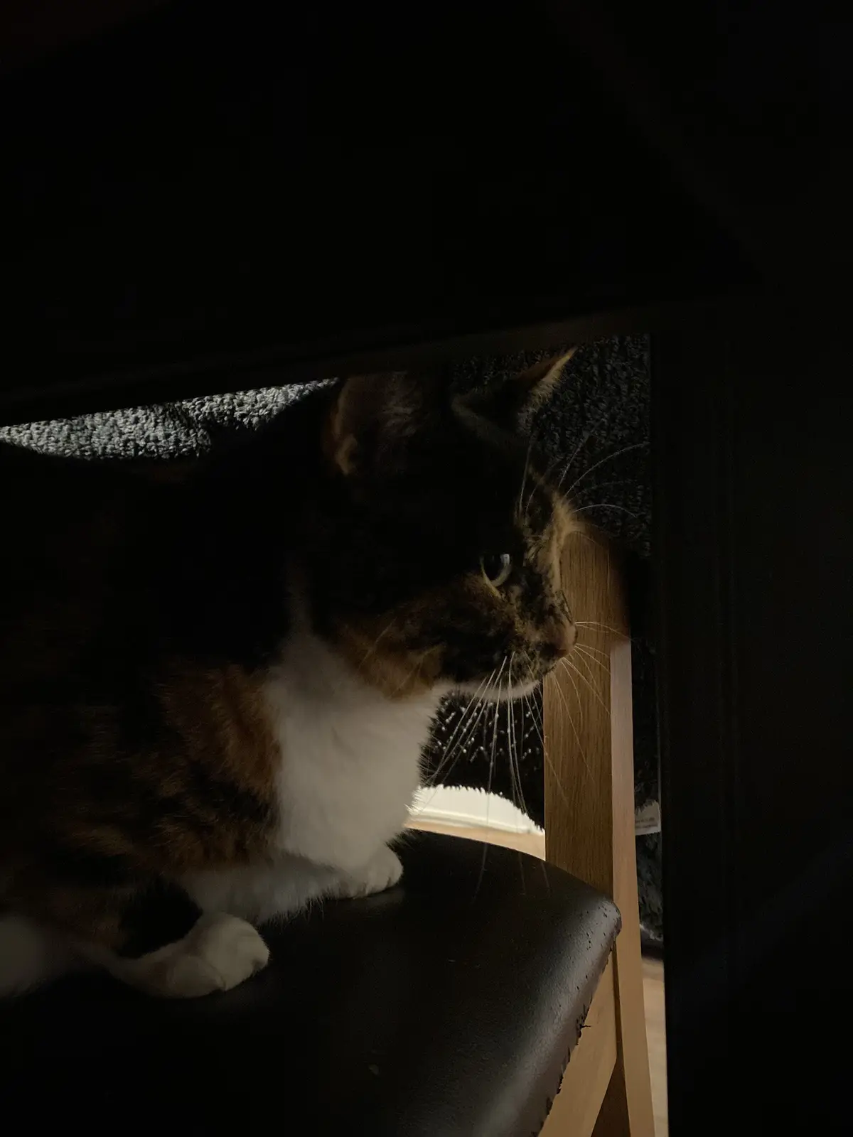 A calico cat with black, orange, and white fur sits in dim light on a dark chair, looking off to the side with a calm…